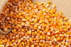 xr:d:daf2st5f9dk:48,j:5703104140559508517,t:24030907